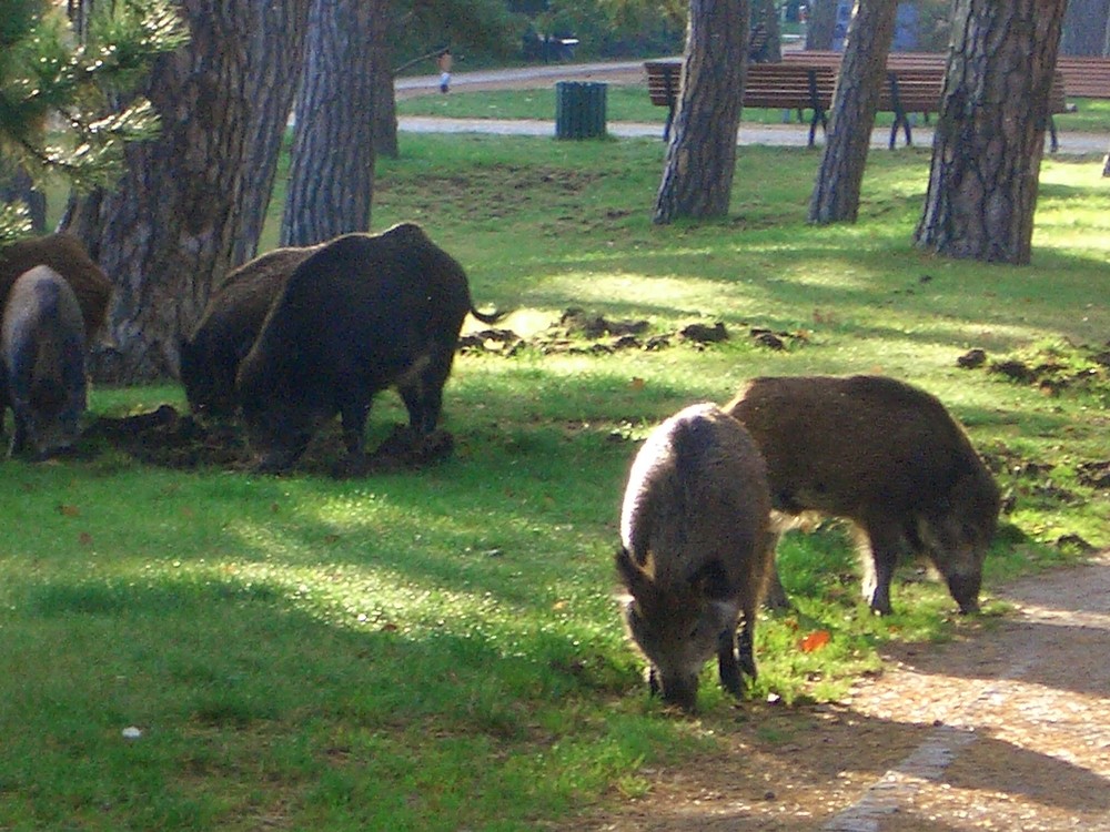 Wildschweine in freier Wildbahn auf der Promenade in Heringsdorf (Ostsee)