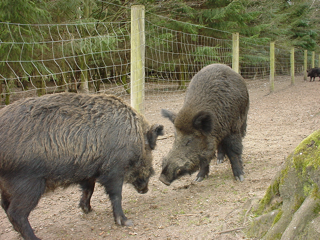Wildschweine in Trappenkamp / Segeberg!