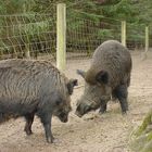 Wildschweine in Trappenkamp / Segeberg!