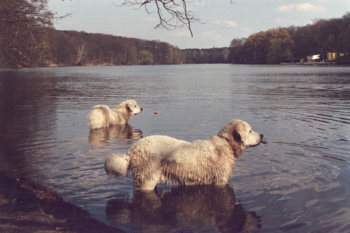 Wildschweine in weiss