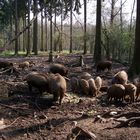 Wildschweine IV