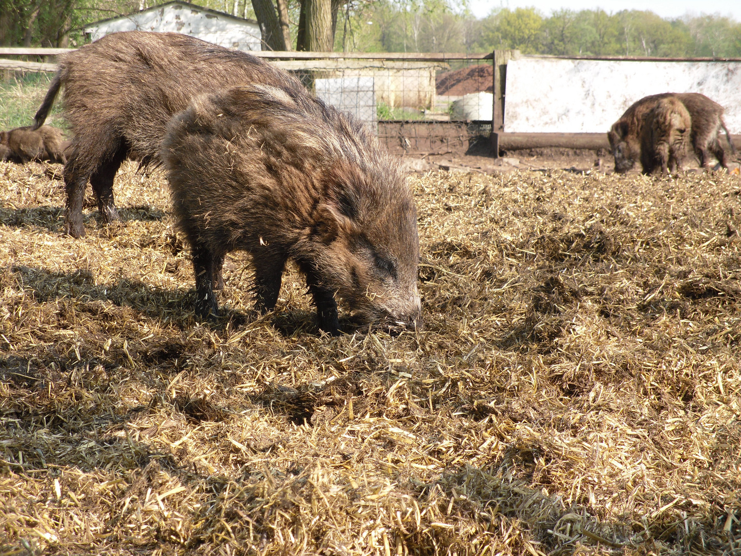 Wildschweine mal ganz anders