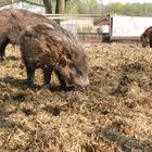 Wildschweine mal ganz anders