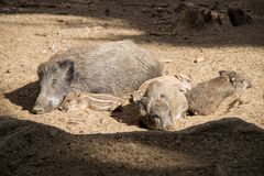 Wildschweine mit Frischlingen