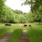 Wildschweine mit Frischlingen im Giesenbruch