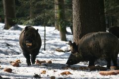 Wildschweine - Nationalpark Bay. wald