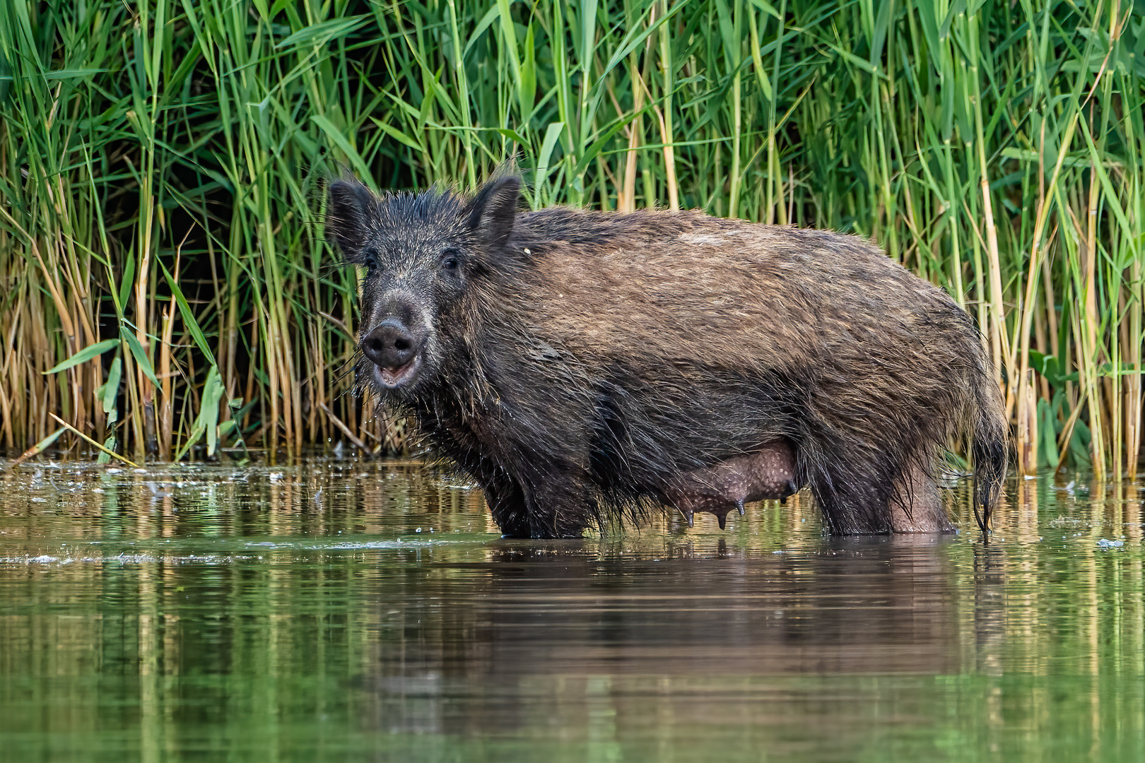 Wildschweine neulich am Baggersee I