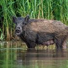 Wildschweine neulich am Baggersee I