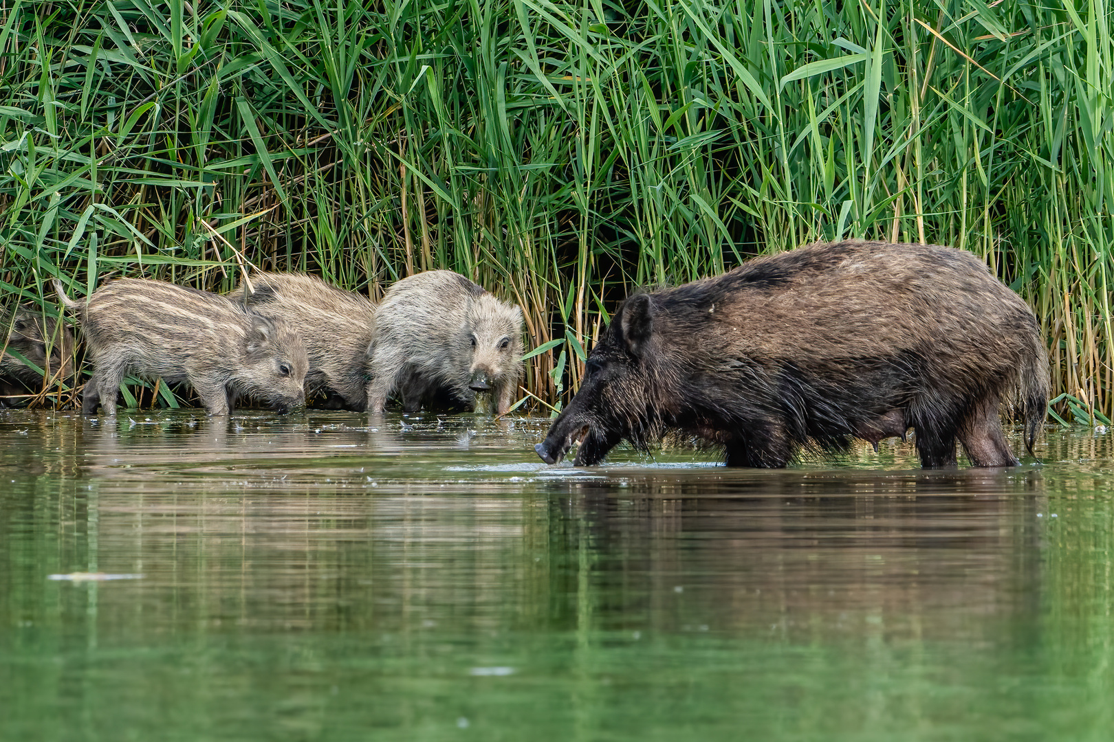 Wildschweine neulich am Baggersee II