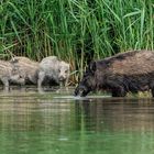 Wildschweine neulich am Baggersee II