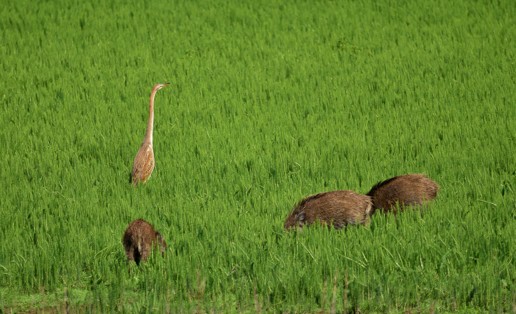 Wildschweine & Purpurreiher  