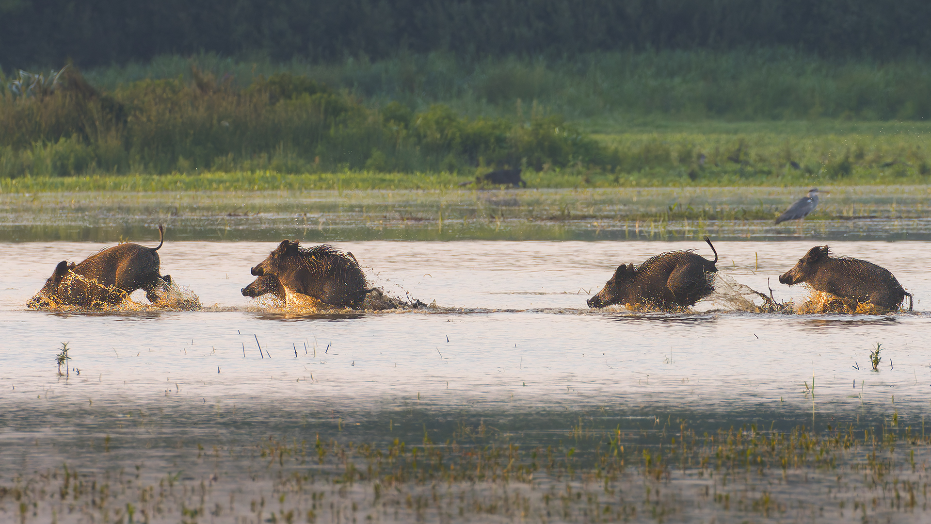 Wildschweine sprinten durch das Wasser