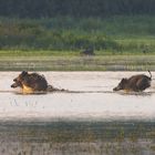 Wildschweine sprinten durch das Wasser