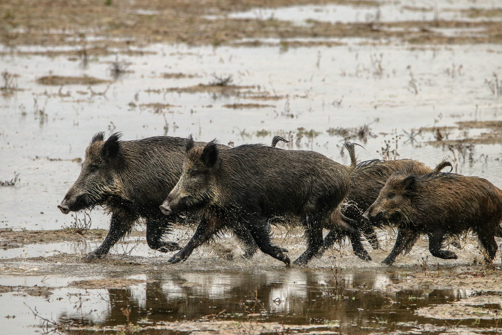 Wildschweine unterwegs.