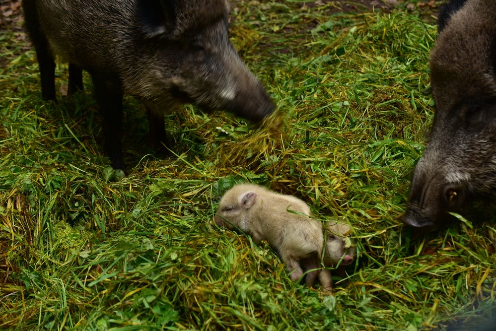 Wildschweine........DSC_3605