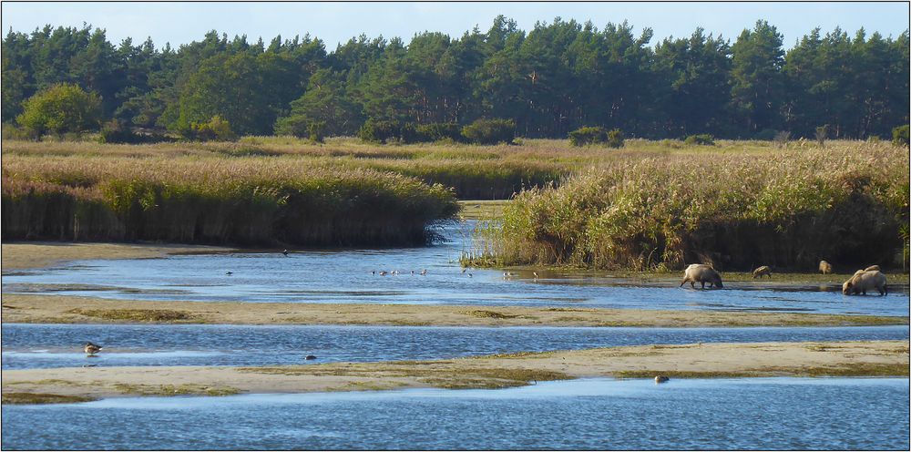 Wildschweine_Hafen_P1220160