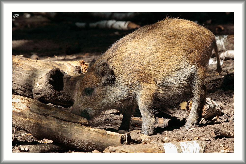 Wildschweinerei