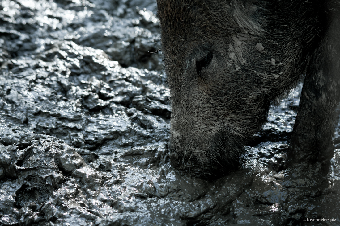 Wildschweinerei...