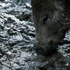 Wildschweinerei...