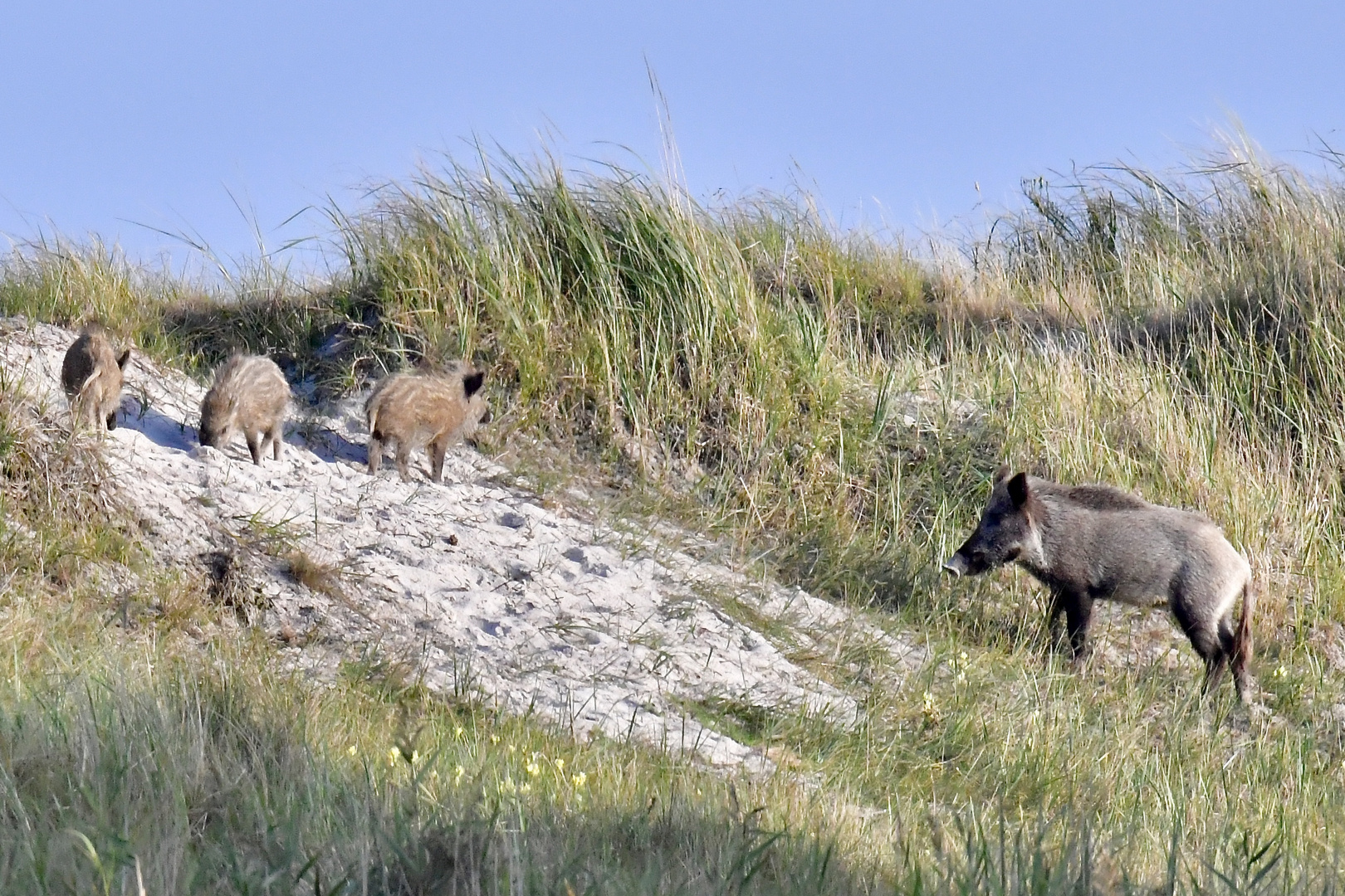 Wildschweinfamilie