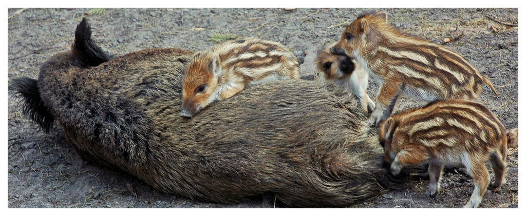 Wildschweinfamilie