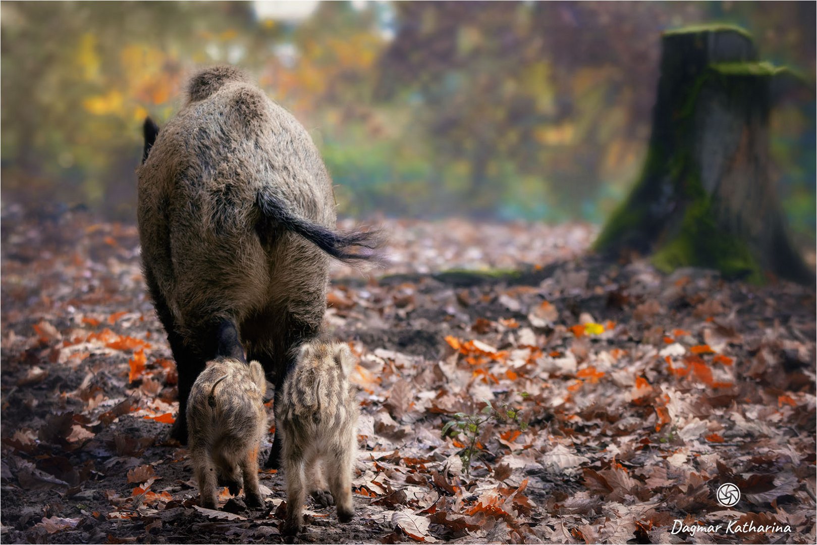 Wildschweinfamilie