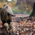 Wildschweinfamilie