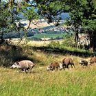 Wildschweinfamilie