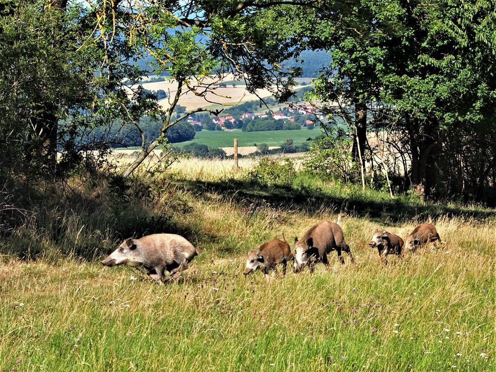 Wildschweinfamilie