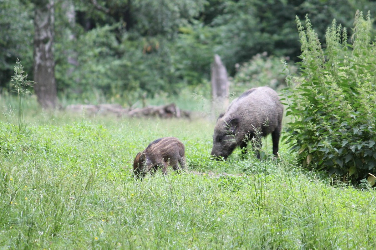 ...Wildschweinfamilie beim fressen...