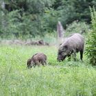 ...Wildschweinfamilie beim fressen...