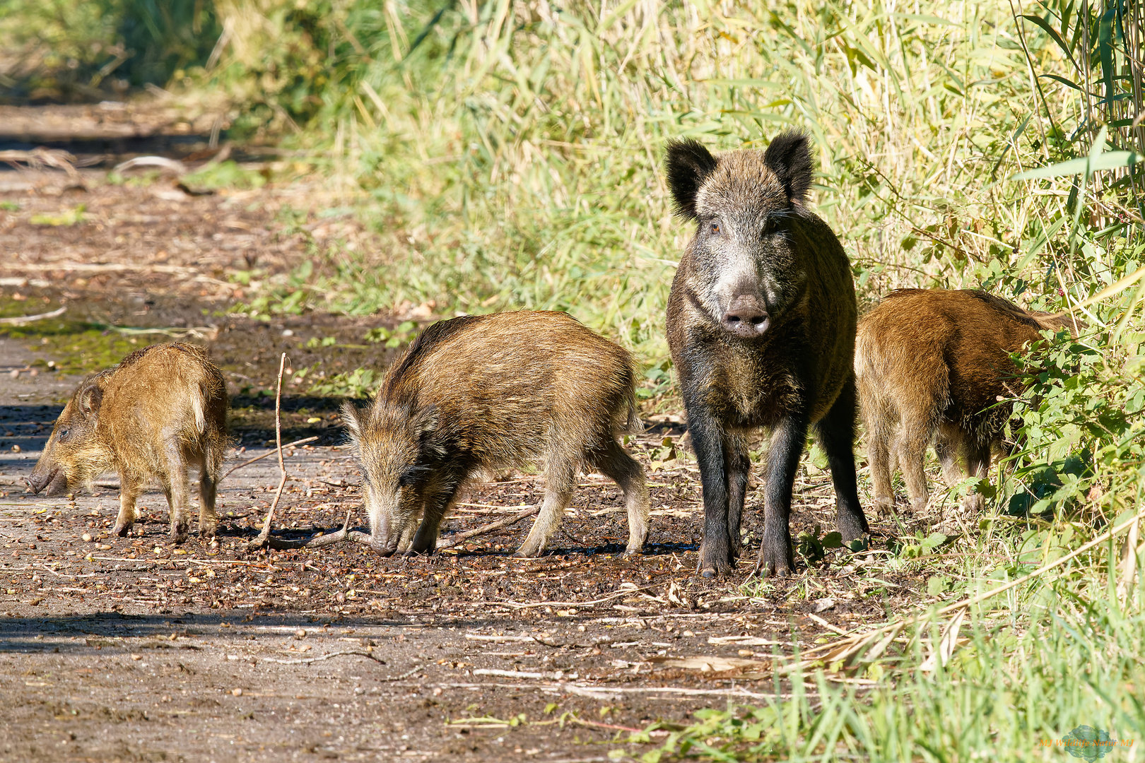 Wildschweinfamilie