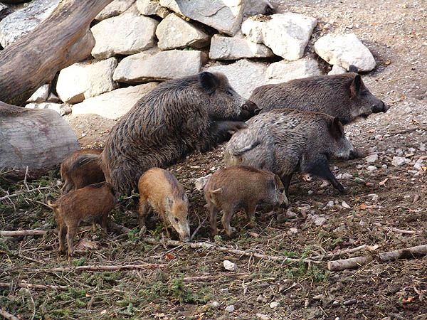 Wildschweinfamilie