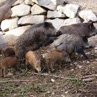 Wildschweinfamilie