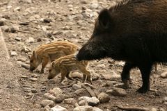 Wildschweinfamillie