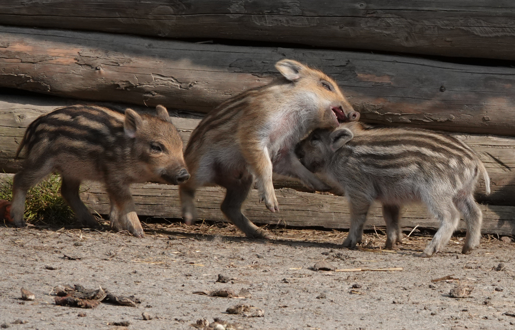 Wildschweinferkel