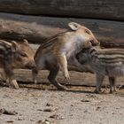 Wildschweinferkel