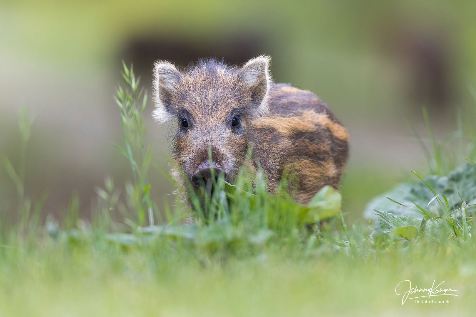 Wildschweinferkel im Gras