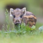 Wildschweinferkel im Gras