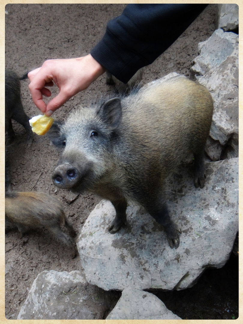 Wildschweinfütterung