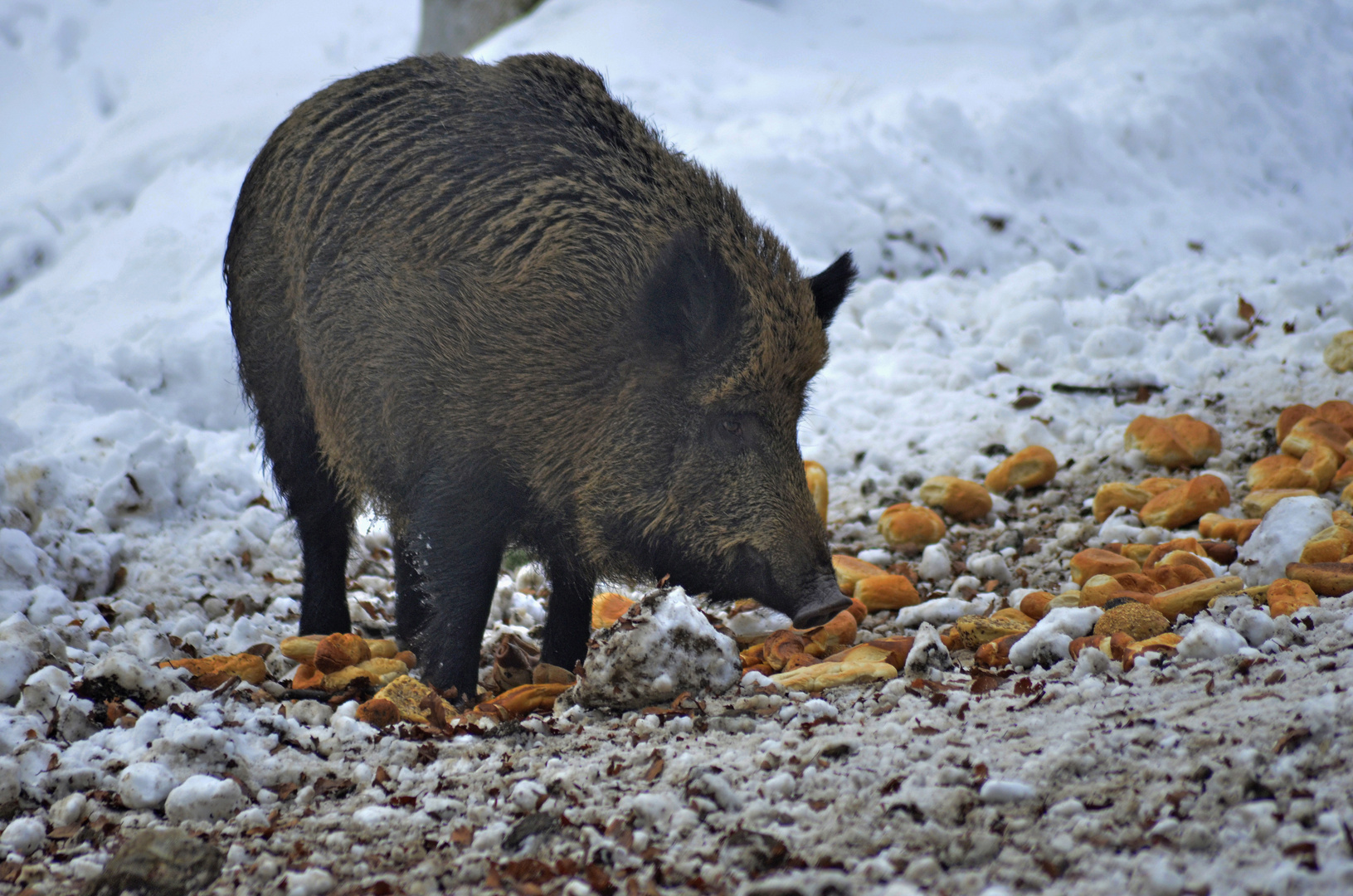 Wildschweinfütterung