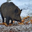 Wildschweinfütterung