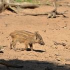 Wildschweingehege Erlangen