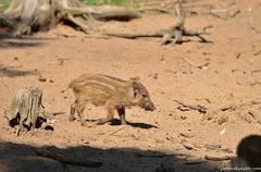 Wildschweingehege Erlangen