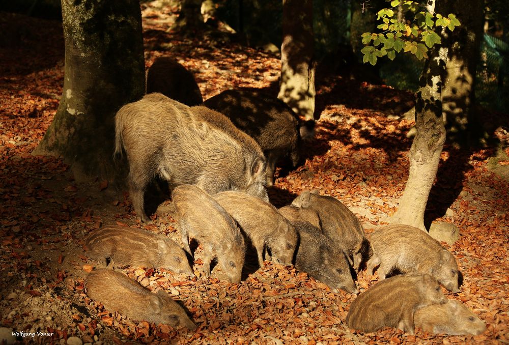 Wildschweingruppe in der Abendsonne