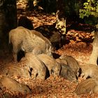 Wildschweingruppe in der Abendsonne