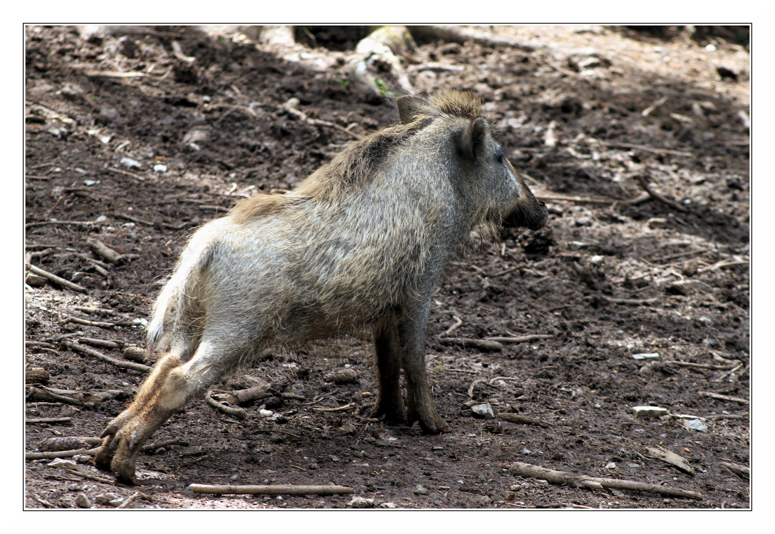 "Wildschweingymnastik"