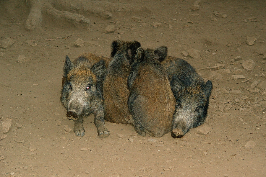 Wildschweinhaufen