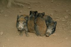 Wildschweinhaufen