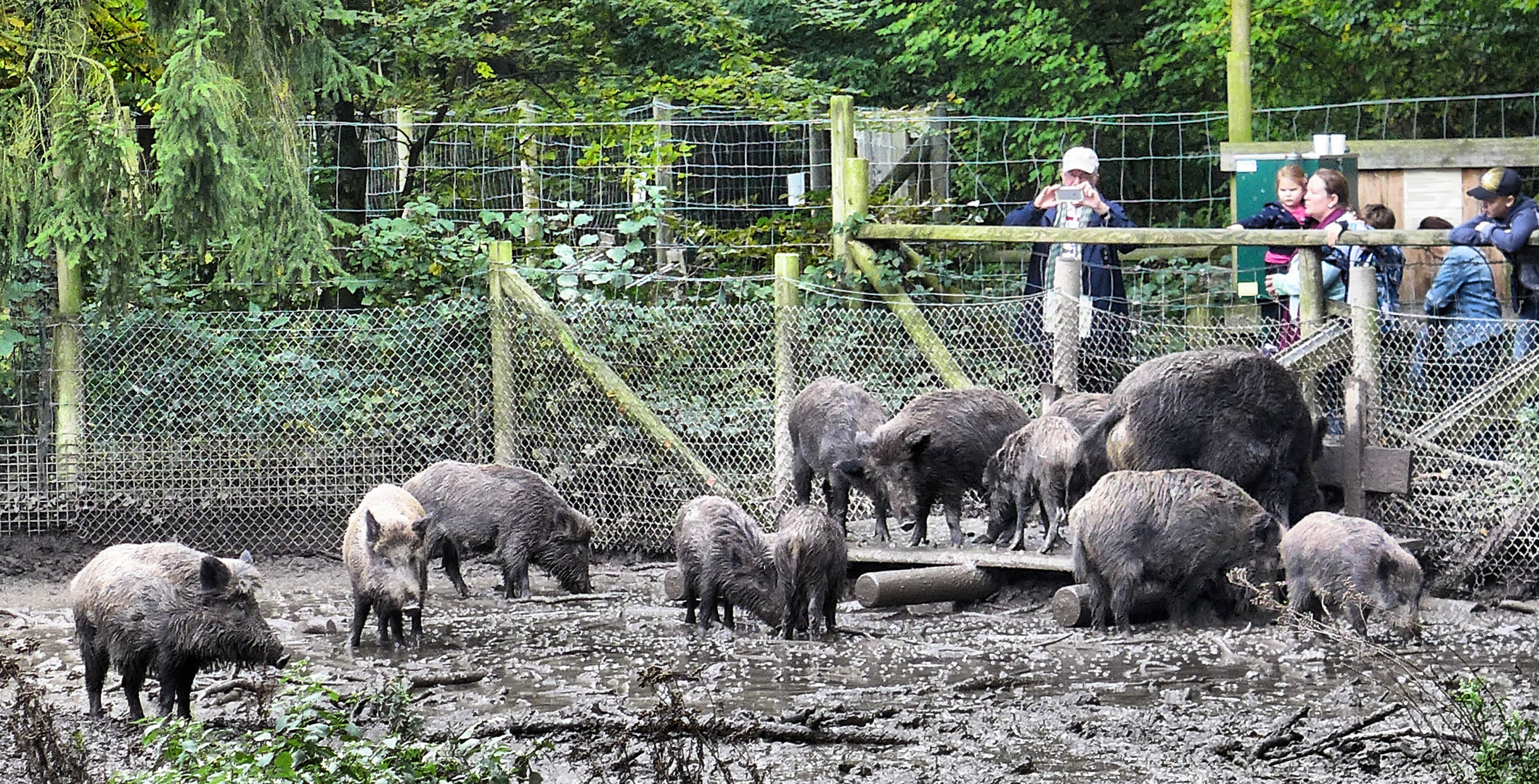 Wildschweinhorde